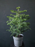 Araucaria heterophylla | Norfolk Pine