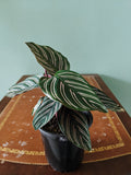 green and pink striped leaves plant Calathea Ornate