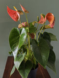Anthurium Orange tropical houseplant Gettysburg PA plant shop Locaflora stunning house plants