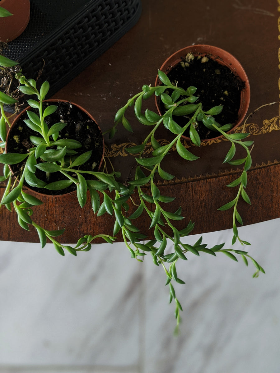 Flora  String of Fishhooks