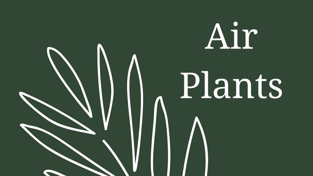 Featured Plant: Air plants