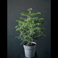 Araucaria heterophylla | Norfolk Pine