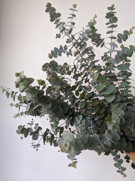 Eucalyptus | Fresh Foliage Bunches