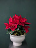 Homegrown Holiday | Local Poinsettia Centerpiece