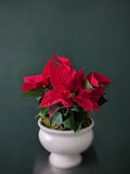 Homegrown Holiday | Local Poinsettia Centerpiece
