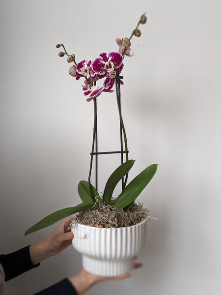 Orchid | Potted Cymbidium & Moss