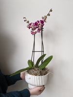Orchid | Potted Cymbidium & Moss
