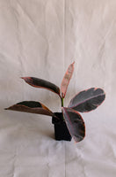 Ficus elastica | Rubber Plant