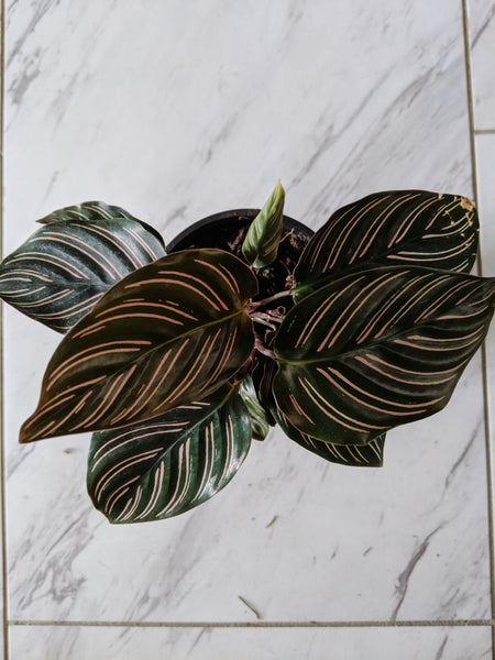 Calathea ornata  Pin Stripe Calathea at Gettysburg Plant Shop – LOCAFLORA