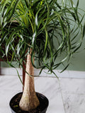 Beaucarnea recurvata | Ponytail Palm