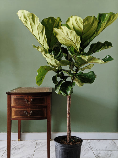 Ficus Lyrata | Fiddle Leaf Fig
