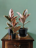 Ficus elastica | Rubber Plant