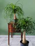 Beaucarnea recurvata | Ponytail Palm