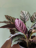 Pin stripe calathea ornate pink plants striped leaves Gettysburg PA unique pet friendly houseplant