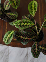 Maranta leuconeura | Prayer Plant