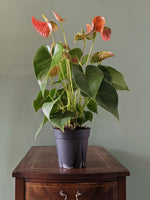Anthurium Orange tropical houseplant Gettysburg PA plant shop Locaflora