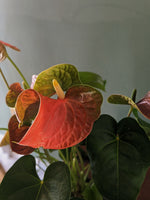 Anthurium Orange and green tropical houseplant Gettysburg PA plant shop Locaflora
