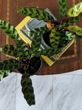 Calathea lancifolia | Rattlesnake Plant