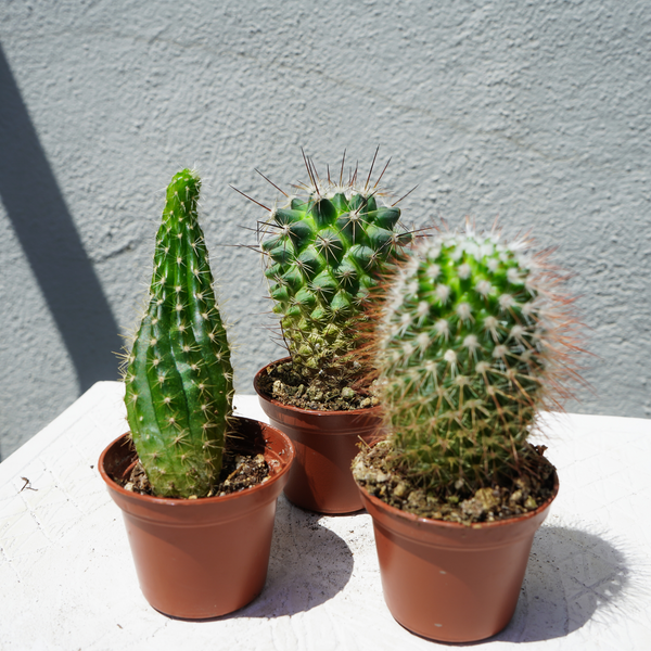 Cactus | Varied Species