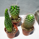Cactus | Varied Species