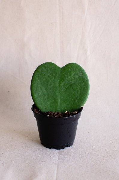 Hoya Kerri | Sweetheart Plant