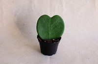 Hoya Kerri | Sweetheart Plant