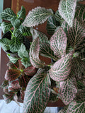 Fittonia albivenis | Nerve Plant