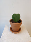 {Hug Me} 4" Hoya Heart in Terracotta