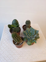 Box of 4 Succulents & Cacti